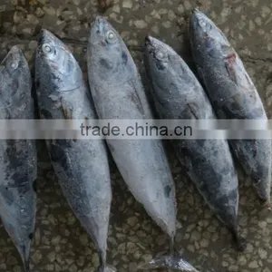 SEAFOOD BONITO TUNA thumbnail-2