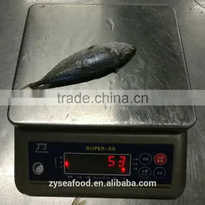 2017 Hot Sales Fish Land Frozen Good Round Scad thumbnail-2