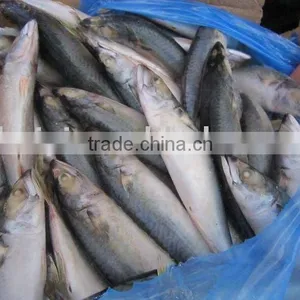 Frozen Mackerel (clean) thumbnail-1