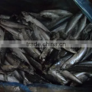 Frozen Mackerel 140-160g, New Arrival, Nov thumbnail-1