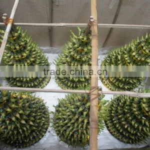 Lucky Bamboo ( Dracaena Sanderiana) thumbnail-2
