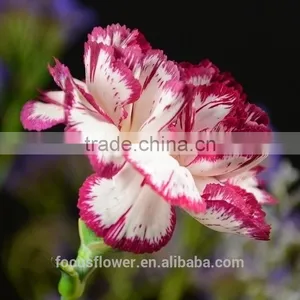 Export Fresh Fresh Cut Flowers Colombia Carnation to the Beloved thumbnail-6