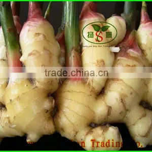 Wholesale Bulk Fresh Ginger High Quality Chinese Ginger Exporter thumbnail-1
