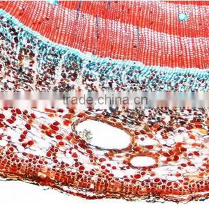 Plant Cell Sides , Ell Slides of Botany ,slides Cee of Biology thumbnail-2