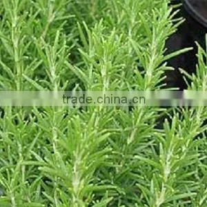 Pale Yellow Pure Essential Rosemary Oil thumbnail-1