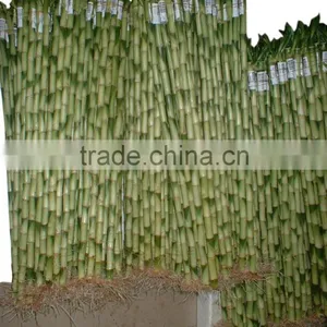 DRACAENA SANDERIANA 10cm-80cm Straight Lucky Bamboo Bonsai Hot Sale in USA Market Indoor Ornamental Water Aquatic Plants thumbnail-6
