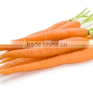 Plant Extract Carrot Oil thumbnail-2