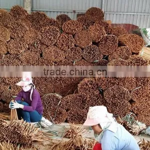 VIETNAM CASSIA / CINNAMON thumbnail-5