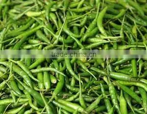 Green Chilli thumbnail-1