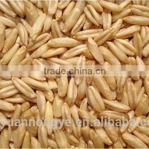 Oats thumbnail-3