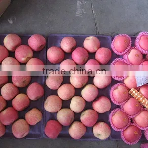 Fresh Fuji Apple thumbnail-1