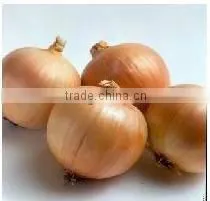 Fresh Onion ( Red - Yellow - White - Spring) Crops 2014 thumbnail-1
