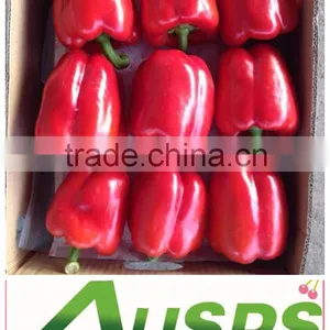 Red Capsicum thumbnail-2