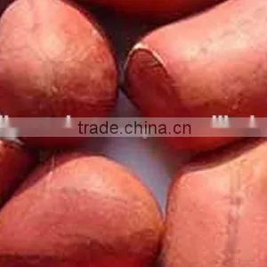 HIGH QUALITY GROUNDNUT KERNEL 40/50 thumbnail-4