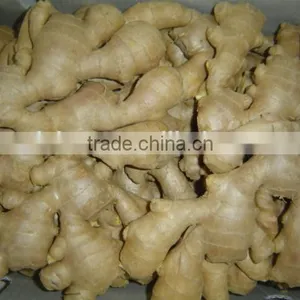 All Year Round Supply Fresh Ginger thumbnail-2