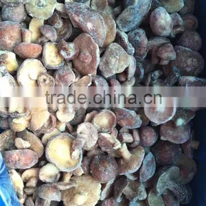 Frozen Suillus Granulatus thumbnail-1