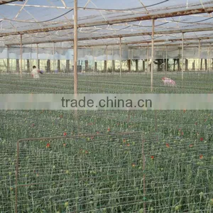 Blowing Molding, Multi-span, Tunnel PE Material, Agricultural Greenhouse Film Manufacturer thumbnail-2