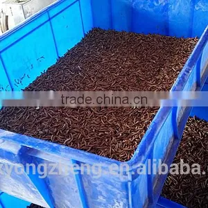 Microwave Dried Mealworms for Reptiles ;China Products Dried Mealworms thumbnail-4