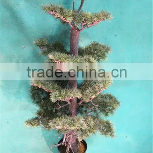 Home Garden Decoration 50cm to 160 cm Hight Small Indoor Canadian Artificial Green Pot Plastic Similar Pine Trees ELSPZ02 0906 thumbnail-2