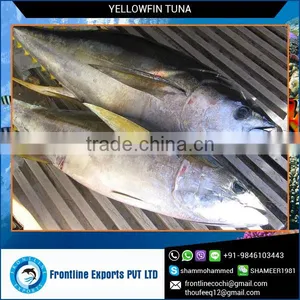 100% Fresh H&G Yellowfin Tuna at Best Price thumbnail-2