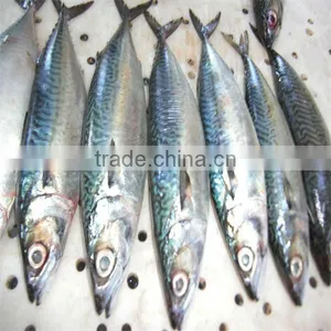 300-500g Small Sized Fresh Frozen Fish thumbnail-1