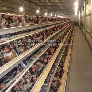 Poultry Farming Equipment thumbnail-1