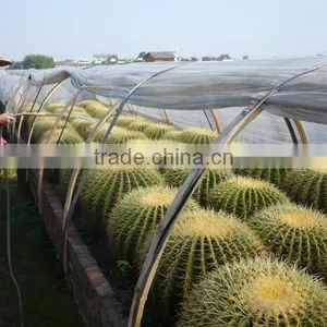 Echinocactus Grusonii in Box Packing thumbnail-4