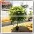 Hot Sale Outdoor Artificial Hanging Marijuana Plant Cheap Artificial Plants thumbnail-1