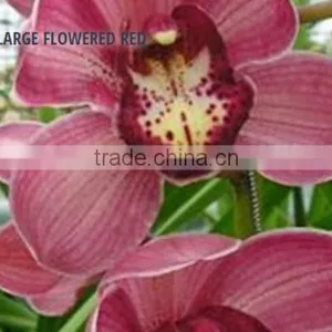 CYMBIDIUM LARGE FLOWERED RED thumbnail-1