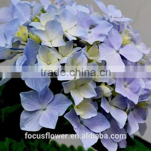 Wholesale Light Blue Hydrangea With High Quality thumbnail-4