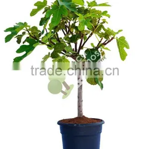 Ficus Carica "Mini Copa" thumbnail-1