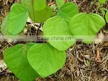 CISSAMPELOS PAREIRA thumbnail-2