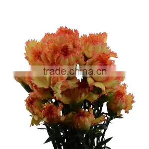 Durable Carnival Single Stem Carnation Flower thumbnail-3