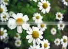 5ml High Quality Chamomile Oil thumbnail-1