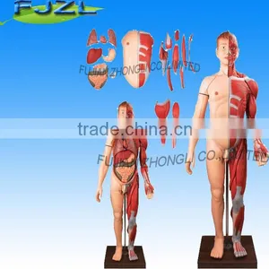 Human Body Model Muscles With Internal Organs thumbnail-1
