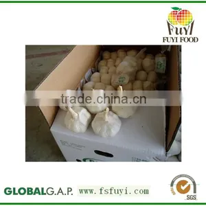 Fresh White Garlic 5.5cm Specification thumbnail-1