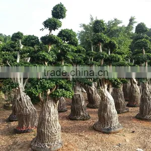 Beautiful Tree for Hotel Planting thumbnail-1