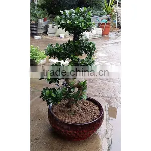 Garden Decoration Natural Plants S Shape Ficus thumbnail-2