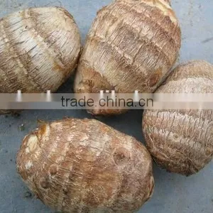 Chinese Fresh Taro Root at Low Price thumbnail-1