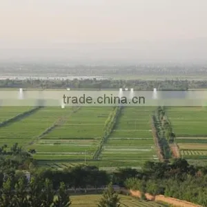 Factory Sale Gojiberry thumbnail-4