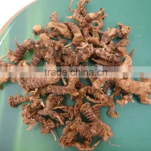 Guangdong Natural Galangal Roots thumbnail-3