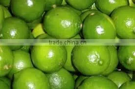 Lemon Vietnam Hot for Sale thumbnail-1