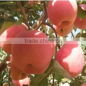 Fresh Apple thumbnail-5