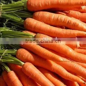 FRESH ORGANIC CARROTS WITH HIGH QUALITY thumbnail-1