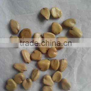 New Product Kadsura Coccinea Seeds Hei Lao Hu Seeds For Growing thumbnail-1
