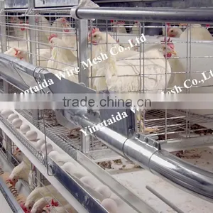 Automatic Chicke Cage Layer for Poultry Equipment in Chiken Farm thumbnail-3