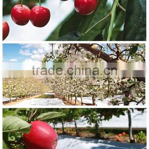 High Quality Agricultural Reflective Silver Mulch Film thumbnail-1