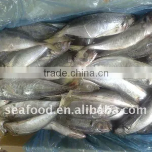 Whole Round Frozen Horse Mackerel on Sale thumbnail-1