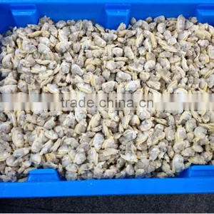 10kg Bulk Pack Yellow Clam Meat thumbnail-1