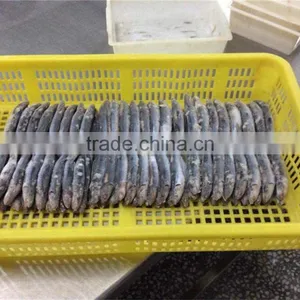 New Season Fresh Frozen Whole Round Anchovy thumbnail-3